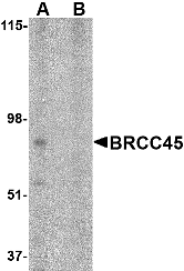 Antibody product image
